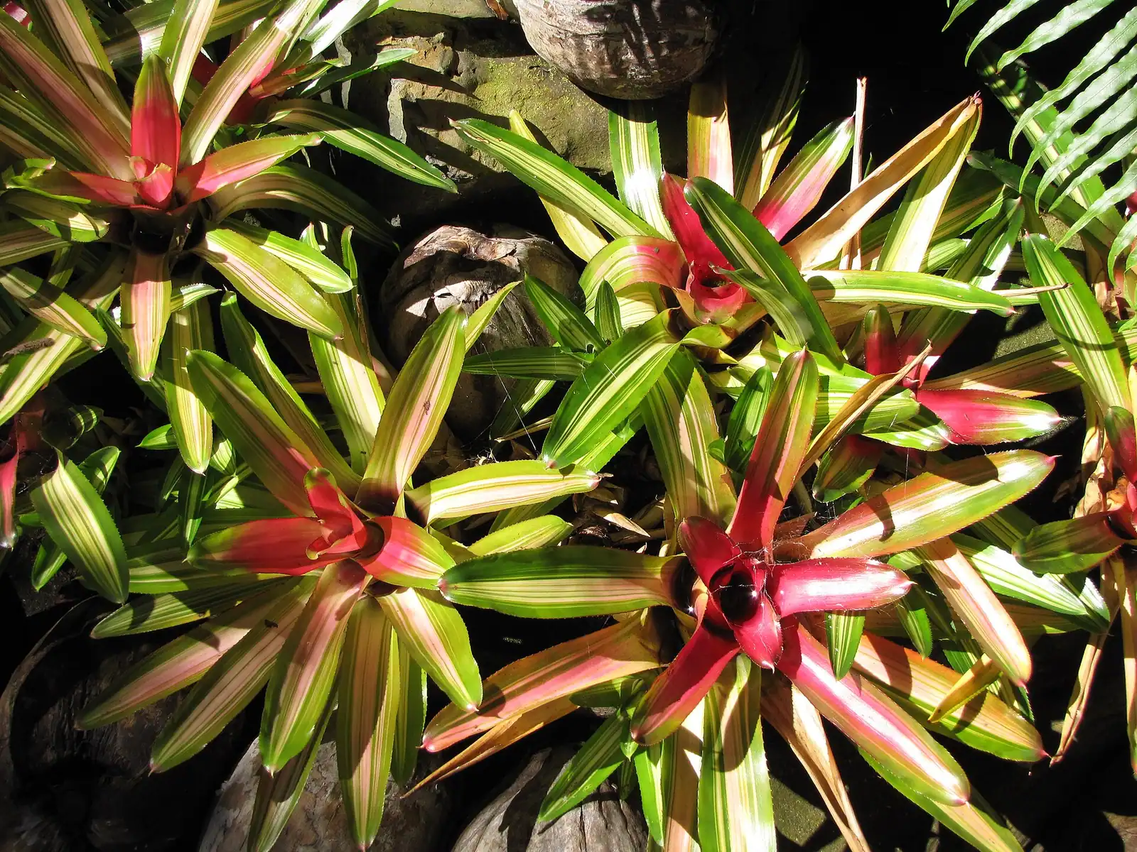 A spiky pink protea flower head with stiff bracts, photographed close up