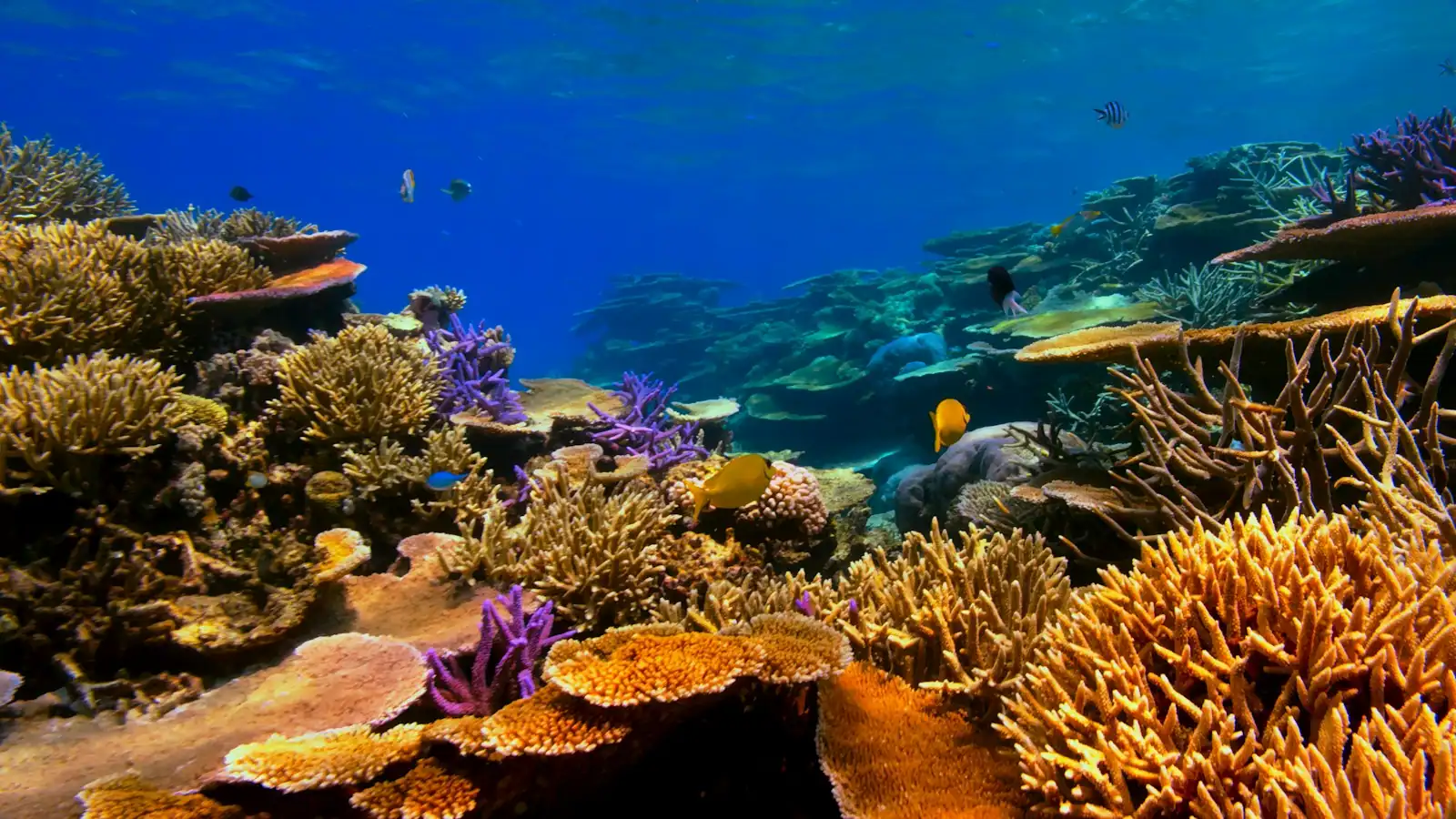 Clear blue water over a coral reef with schooling tropical fish, seen from just below the surface
