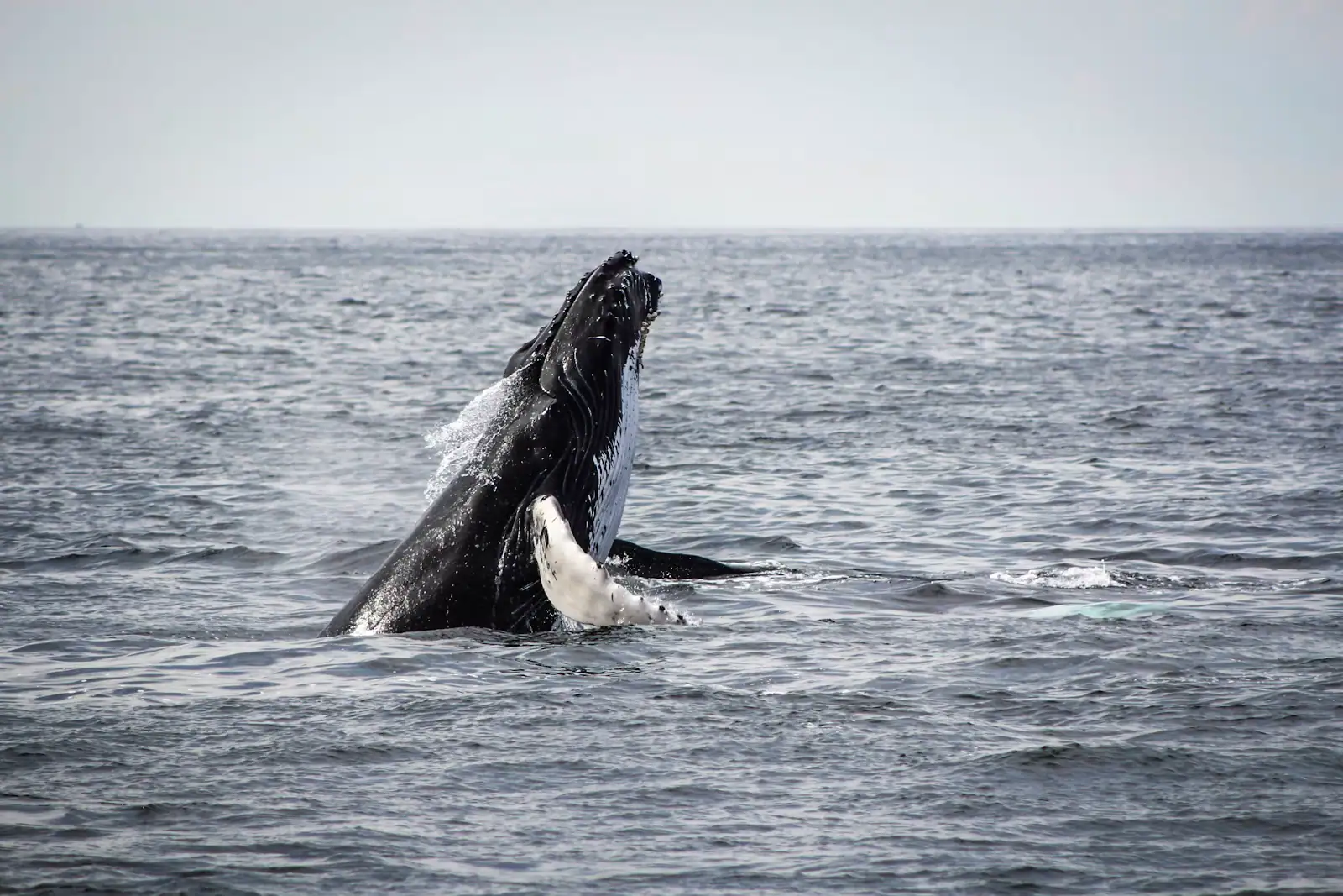 A humpback whale tail raised above the surface of the open ocean