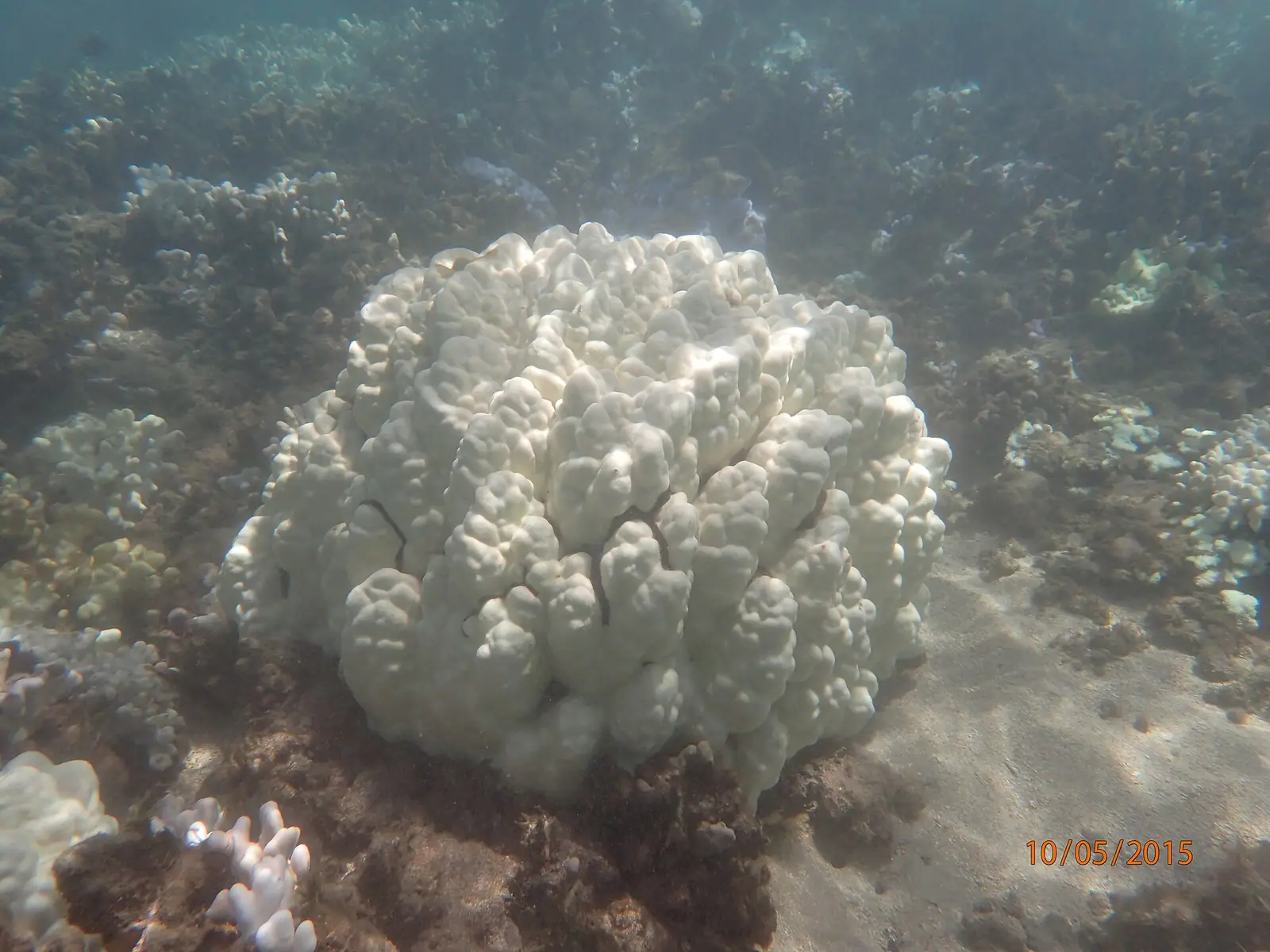 A green sea turtle swimming over shallow coral in clear water