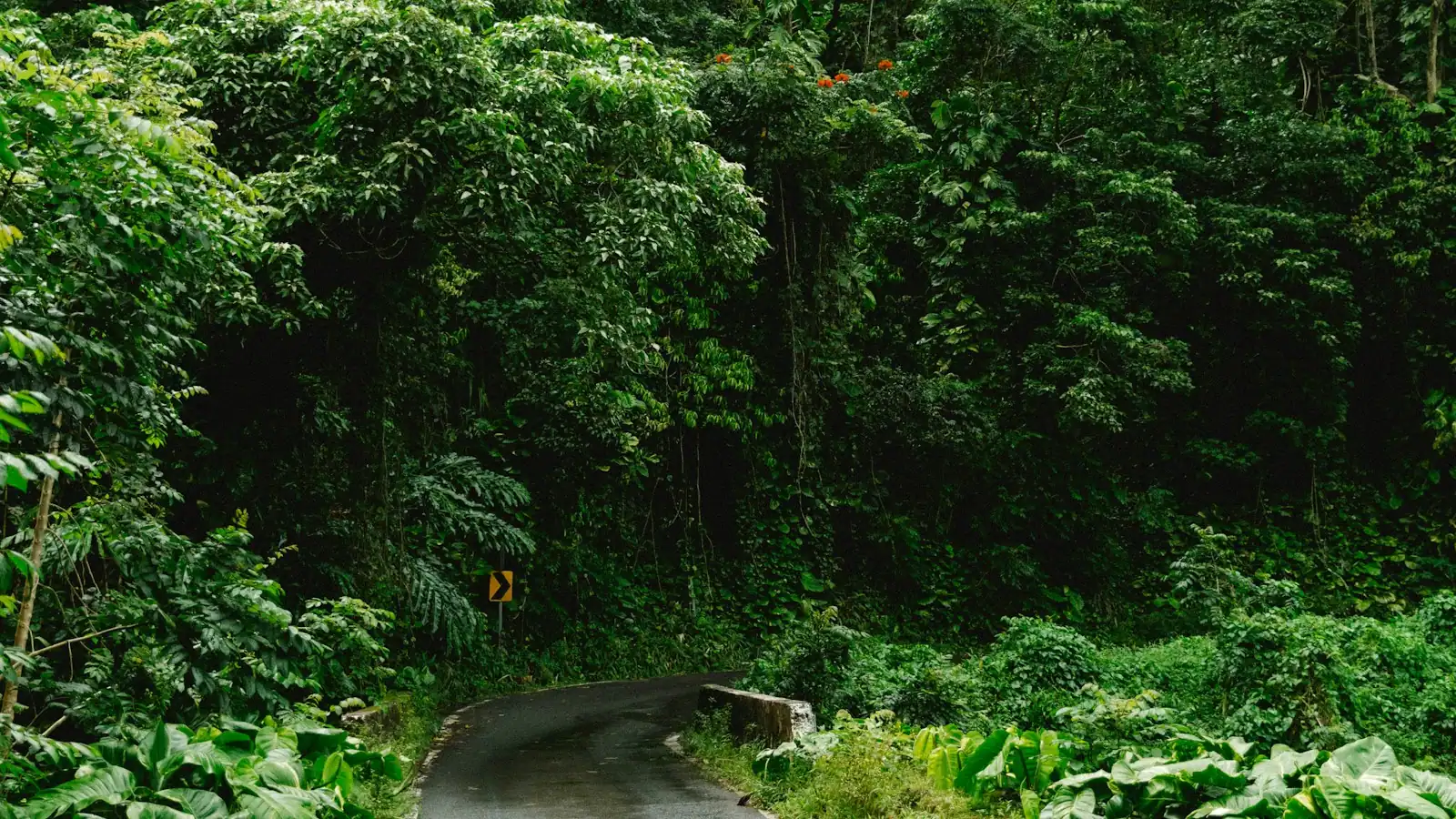 A narrow asphalt road curving between dense green rainforest