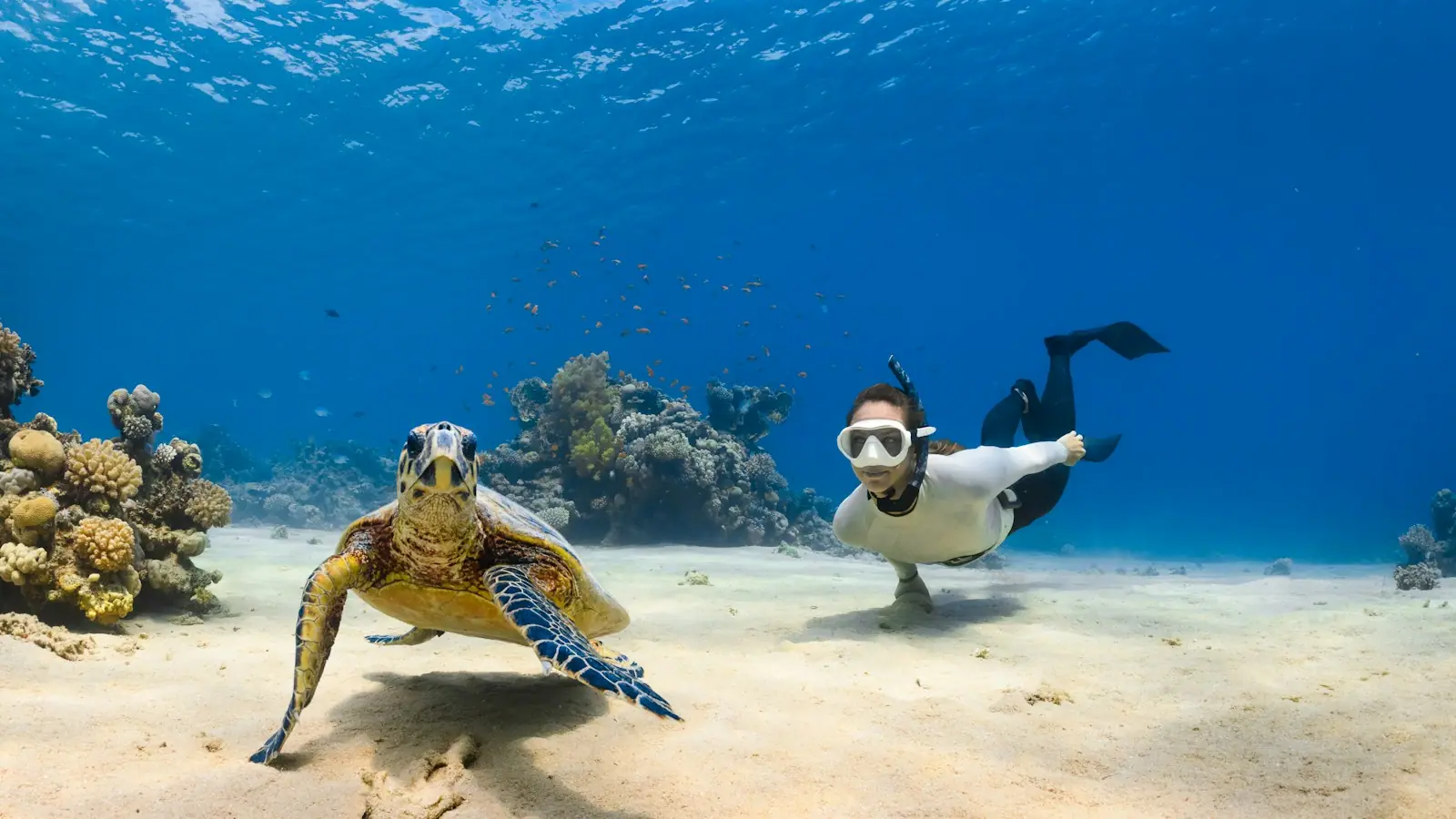 A sea turtle swimming in clear water a short distance from a snorkeller