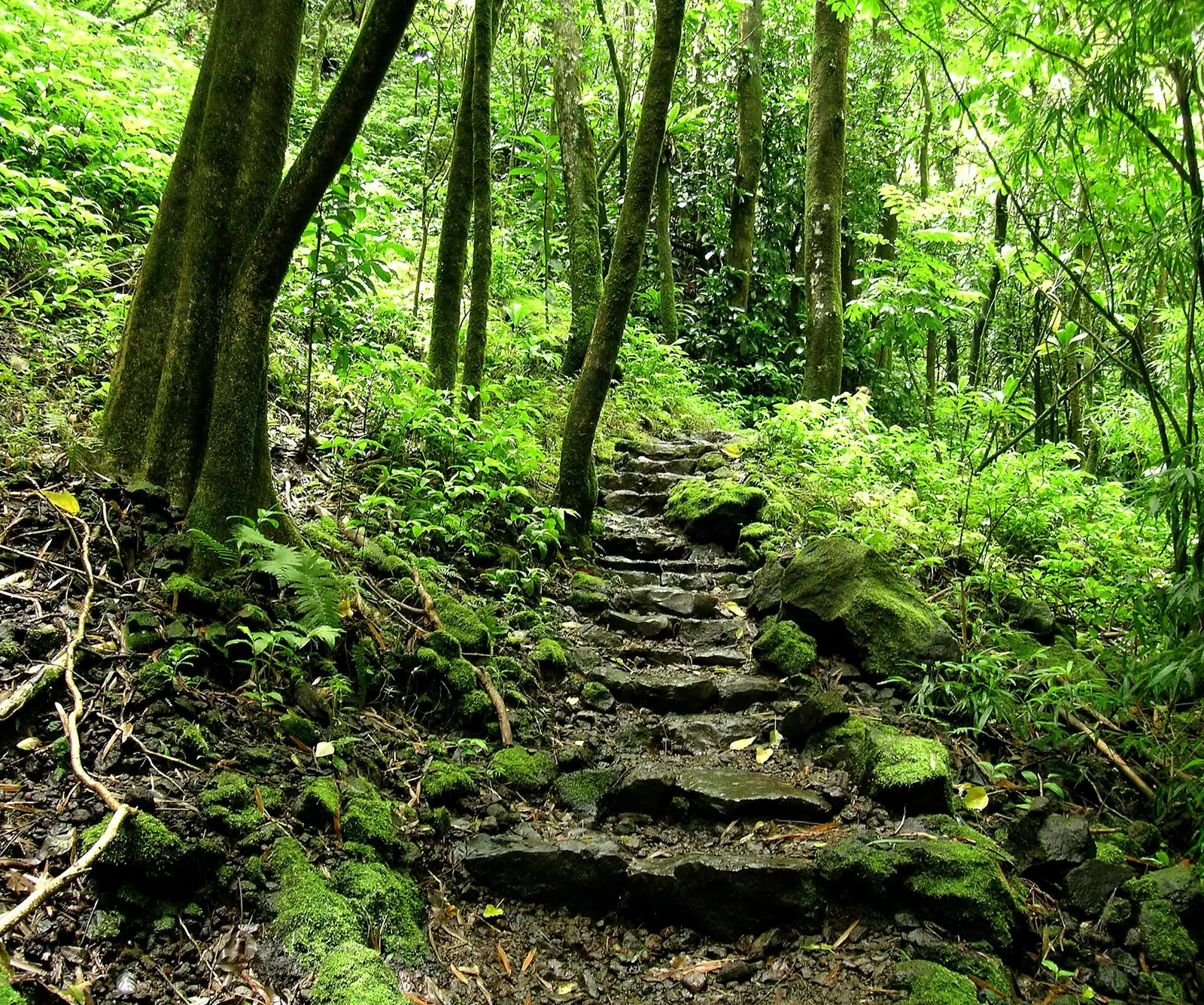 A tall narrow waterfall dropping down a dark cliff face into forest