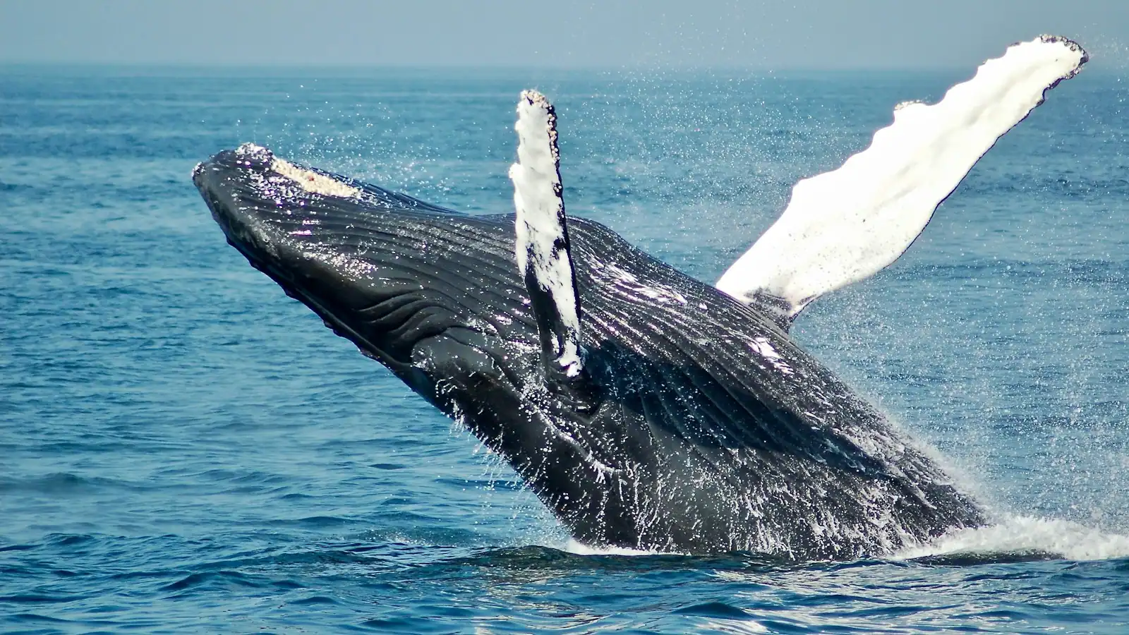 A humpback whale breaching clear of the surface of a deep blue ocean with spray falling away