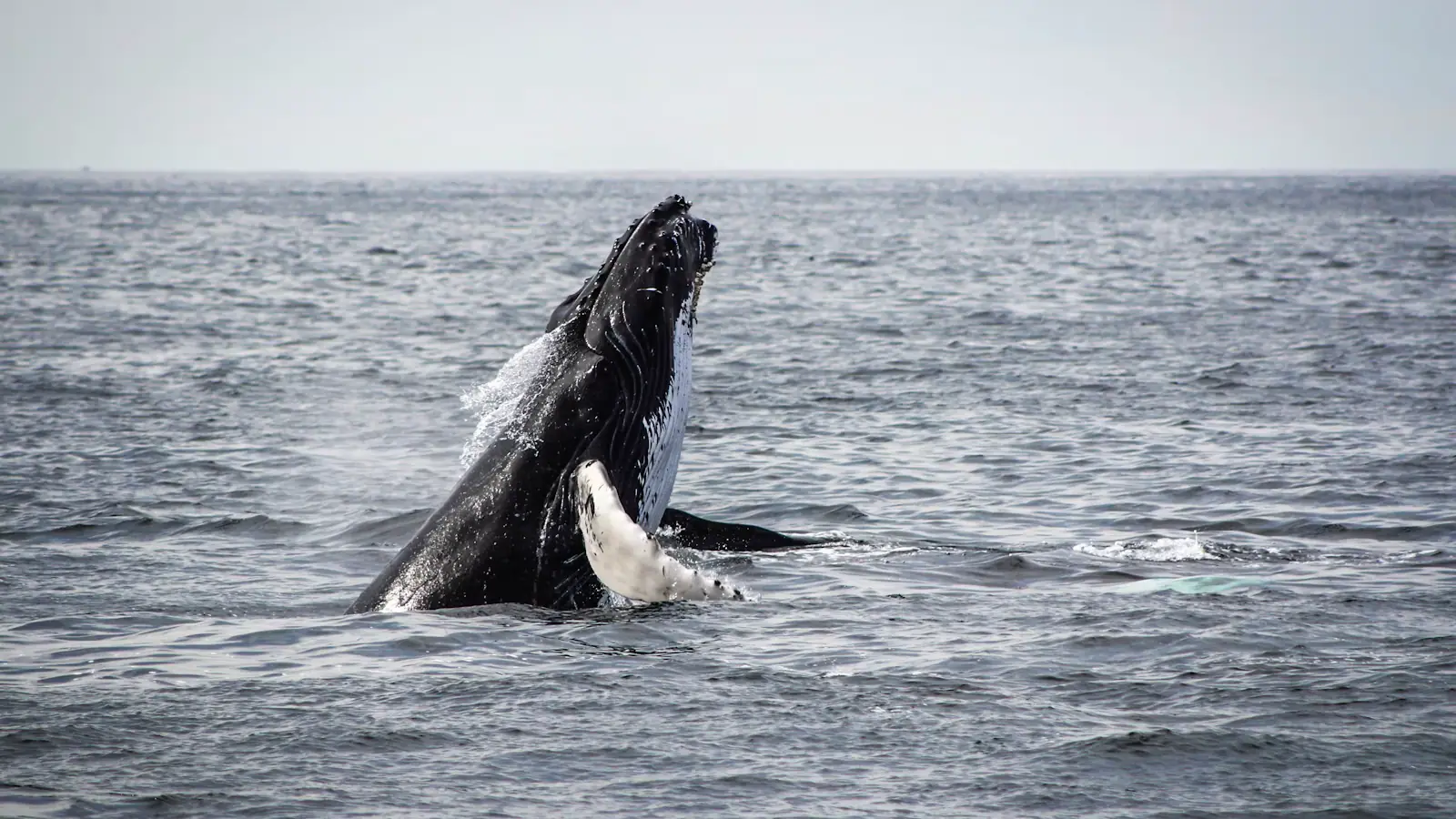 A humpback whale tail raised above the surface of the open ocean